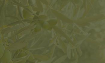 ciu-olive-harvest-festival-webB